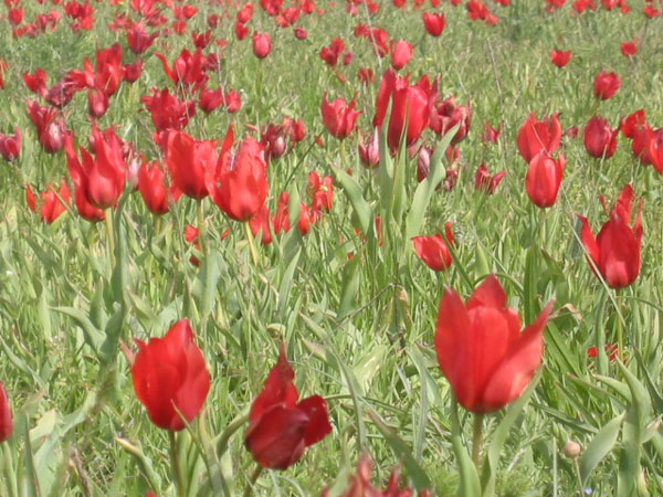 Wild tulips, Mus province, Turkey photo