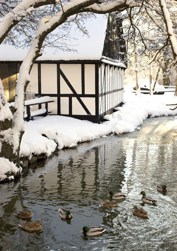 Winter in the Forrest, Aarhus, East Jutland, Denmark photo