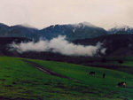 Grazing cows, Tunceli province, Turkey photo