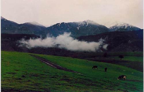 Grazing cows, Tunceli province, Turkey photo