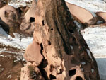 Volcanic cones, Cappadocia region, Turkey photo