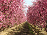Blossom Trail, Fresno, California, United States photo