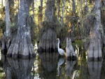 Everglades National Park, Southern Florida, United States photo