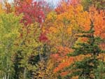 Fall colors, Upstate New York, United States photo