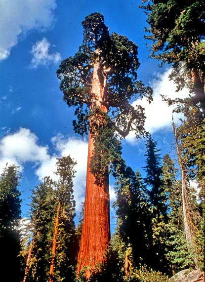 General Grant tree, Seqoia and Kings Kanyon National Park, California, United States photo