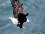 The Bald Eagle is the national bird of the United States since 1789, United States photo