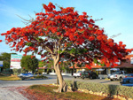 Tropical Royal Poinciana tree, Florida keys, United States photo